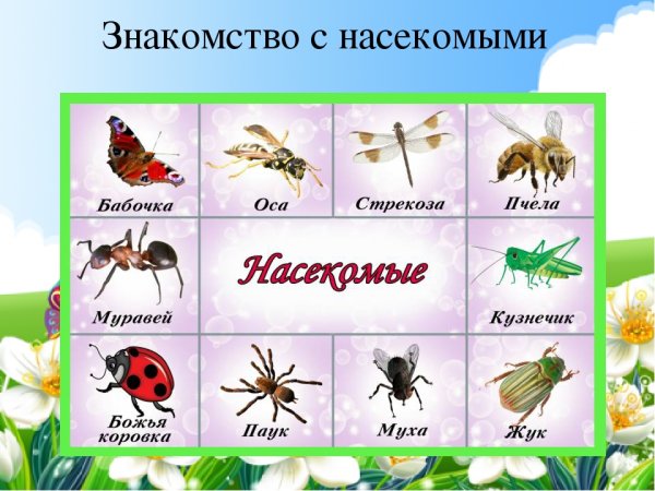 Насекомые для дошкольников