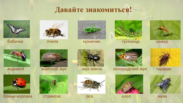 Насекомые презентация для дошкольников