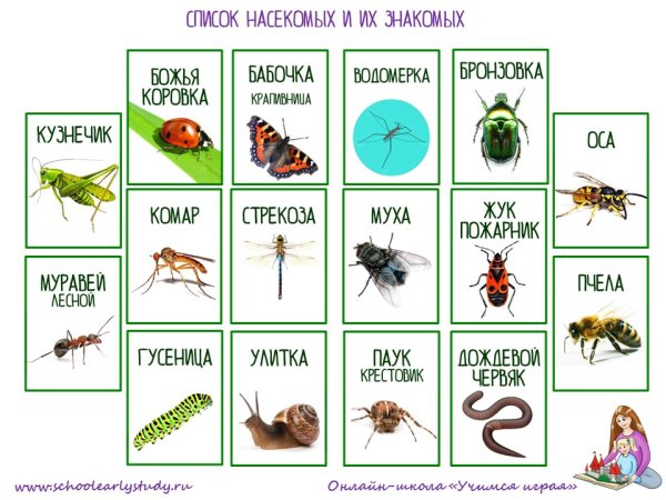 Насекомые названия