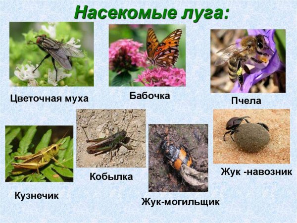 Кобылка Цветочная Муха Жук-навозник Жук-могильщик