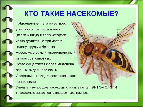 Насекомые с описанием
