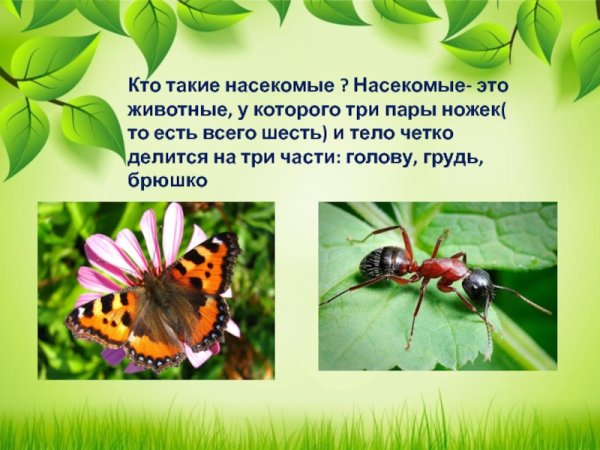 Кто такие насекомые