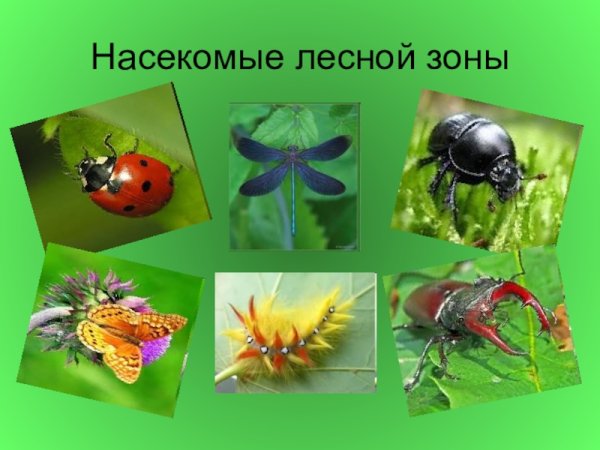 Насекомые леса