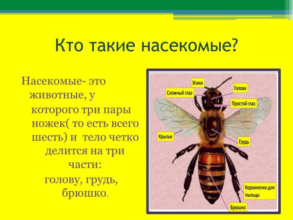 Насекомые презентация