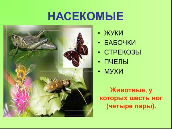 Многообразие насекомых окружающий мир