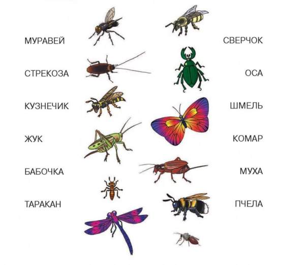 Задание про насекомых с 4 лет для дошкольников