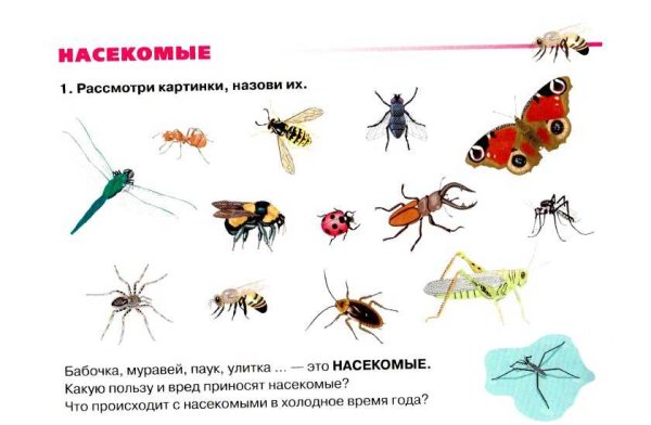 Насекомые дидактический материал