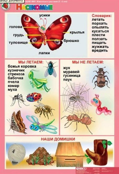 Насекомые для дошкольников