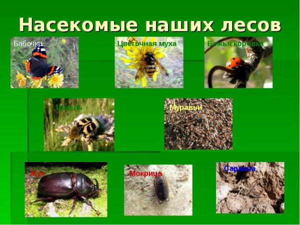 Насекомые леса