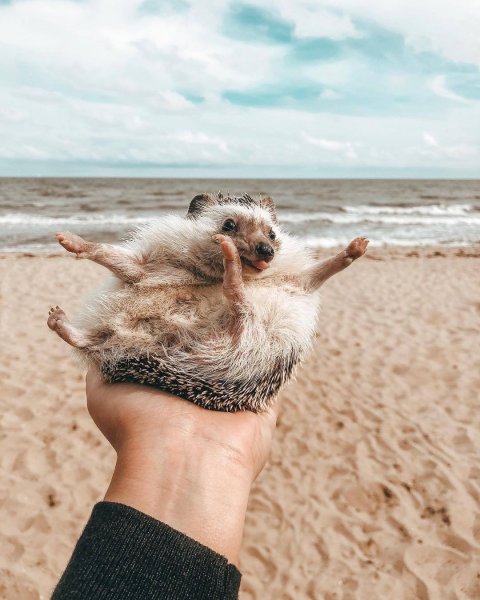 Животное на пляже