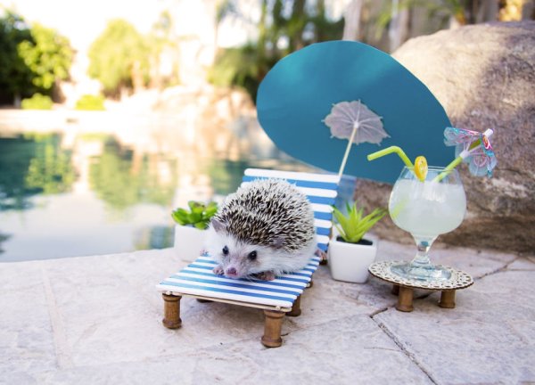 Ежик в отпуске