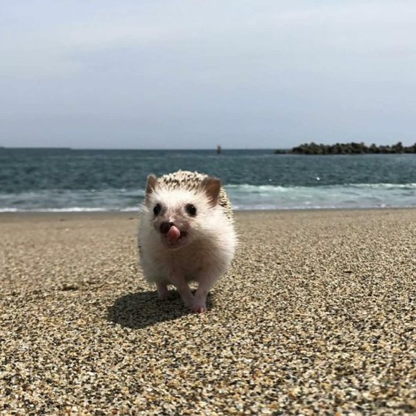 Ежик на море