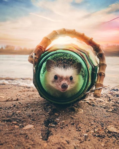 Креативный Ежик