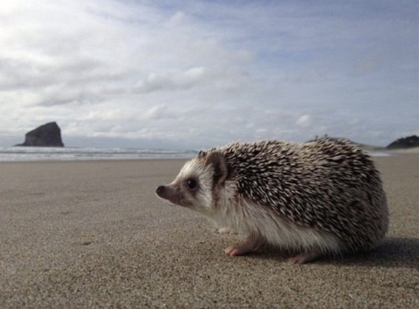 Ежик на море