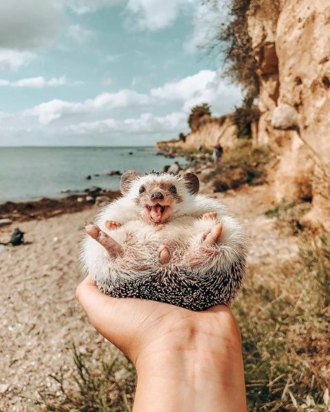 Ежик на море