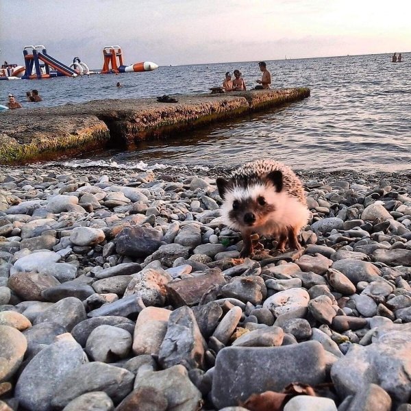 Еж на море