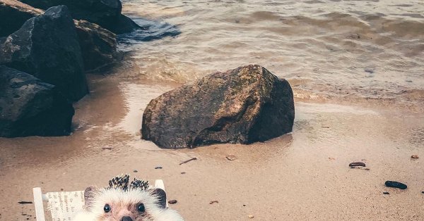 Еж на берегу