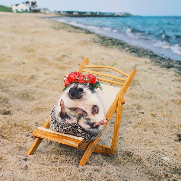 Ежик на море