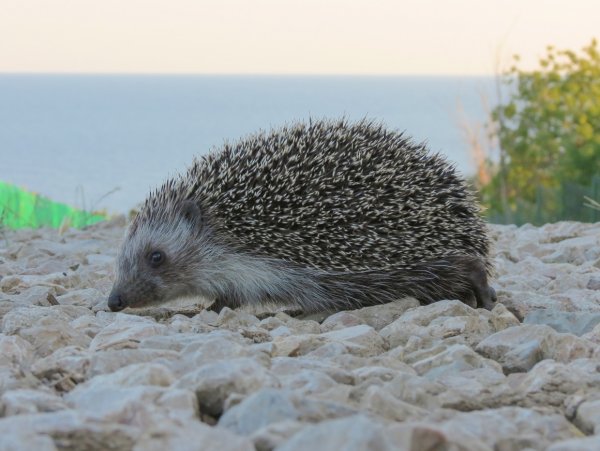 Морской Ежик