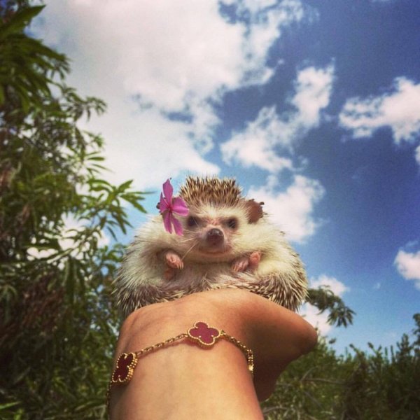 Еж в купальнике