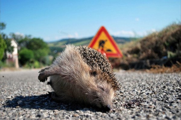 Ежик на дороге