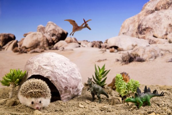 Еж динозавр