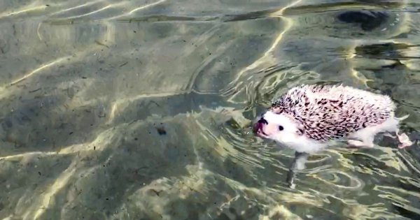 Ежик в воде