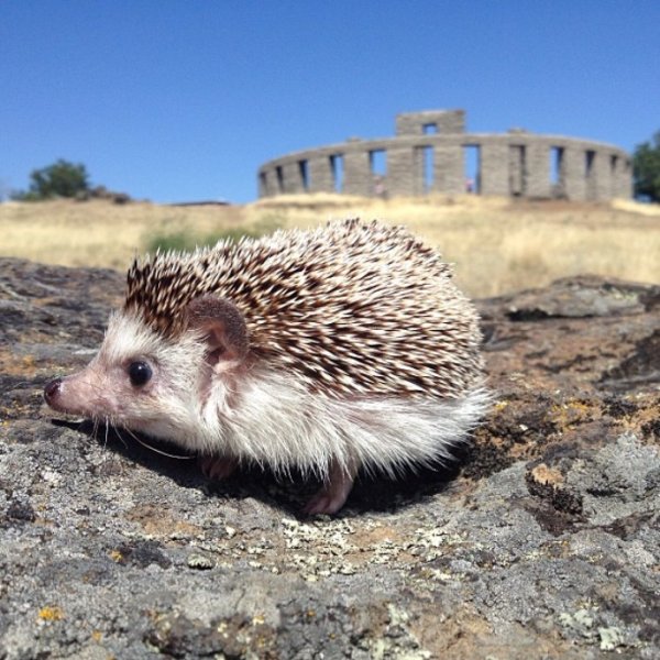 Европейский белобрюхий еж