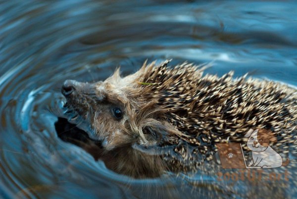 Ежик плавает