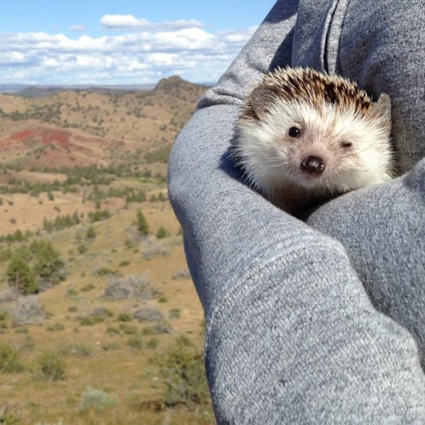 Довольный Ежик