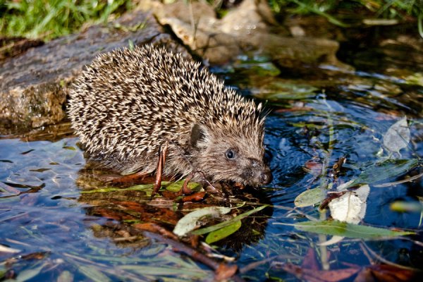 Ежик в речке