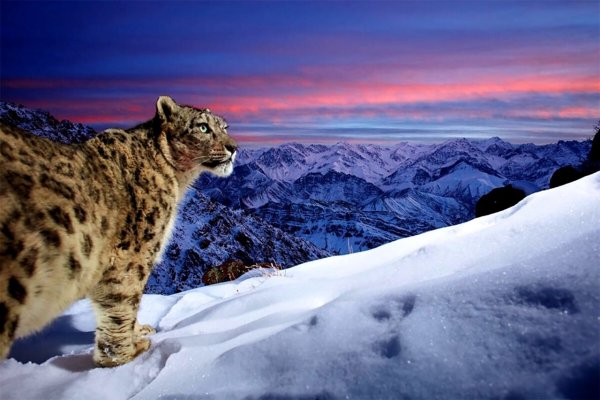 Снежные Барсы 2012 год