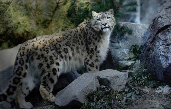 Снежный Барс Аршан