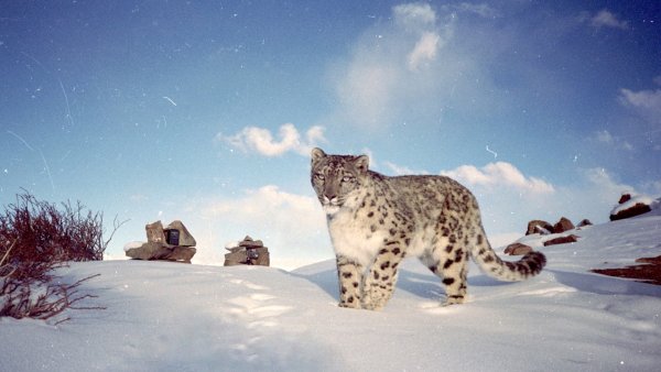 Снежный Барс Байкальский