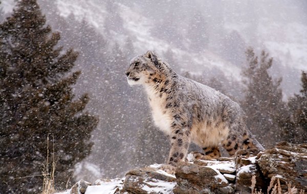 Снежный Барс (Ирбис, снежный леопард)