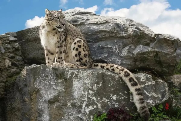 Ирбис (снежный Барс) uncia uncia