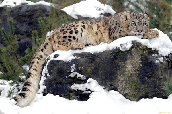 Ирбис снежный Барс Алтай