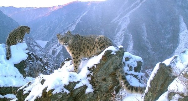 Ирбис Саяно-Шушенского заповедника