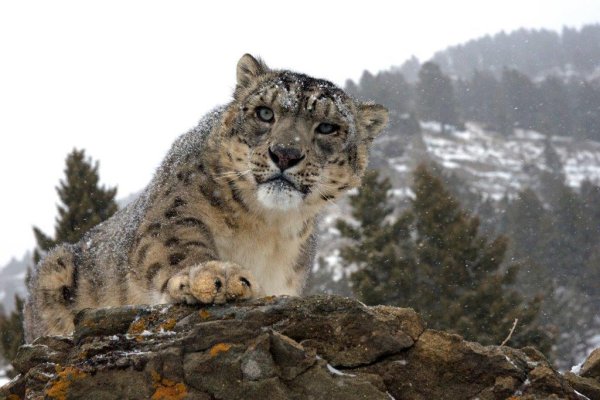 Снежный Барс Кузнецкий Алатау