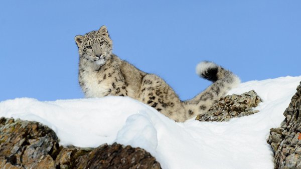 Снежный Барс на памире