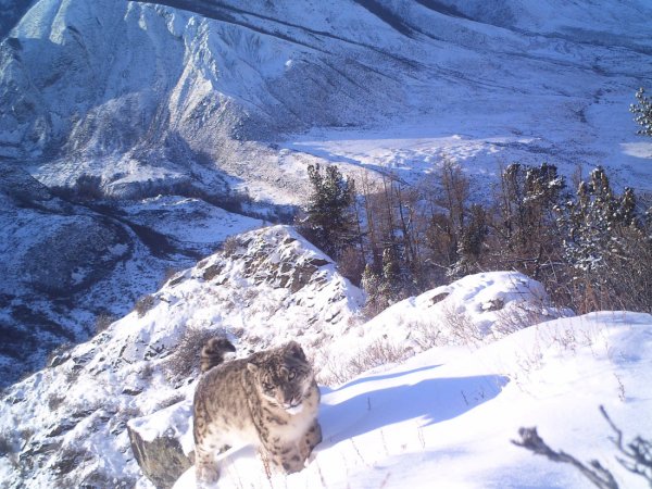 Сайлюгемский национальный парк снежные Барсы