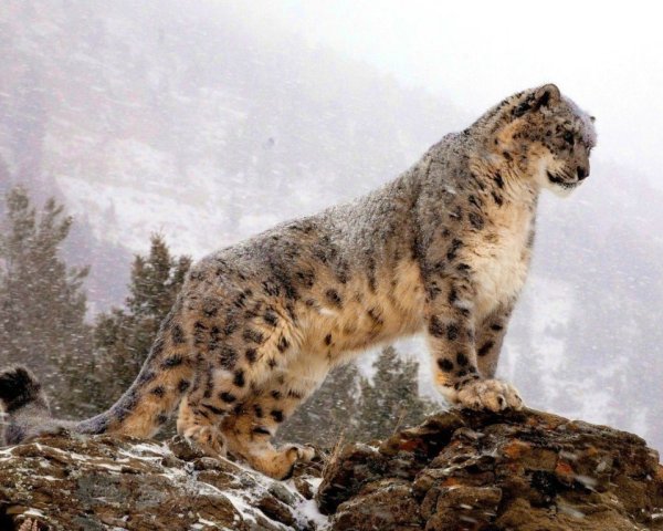 Снежный Барс Тянь Шань