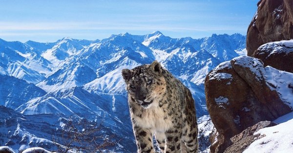 Гора снежный Барс Воронина