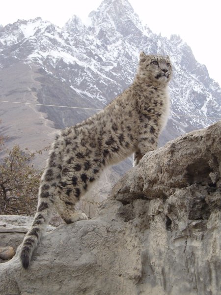 Кавказский Барс Дагестана