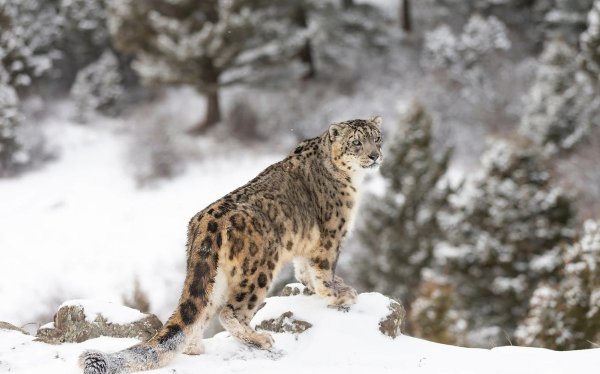 Илбирс снежный Барс