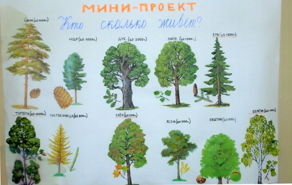 Хвойные деревья плакат