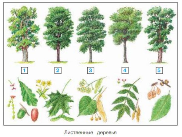 Лиственные деревья названия