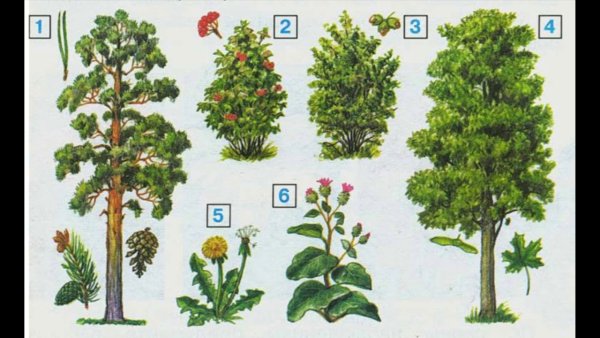 Деревья и кустарники для детей