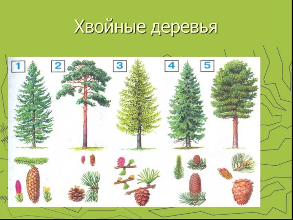 Хвойные деревья ель сосна пихта кедр