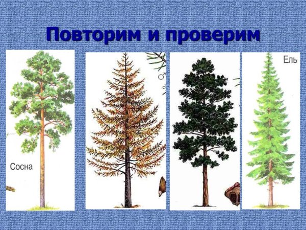 Определяем хвойные деревья